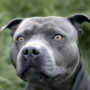 Meet your Posher, Don